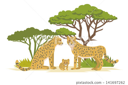 Animals: Cheetah family 141697262