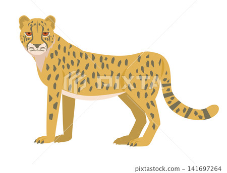 animal cheetah animal cheetah 141697264