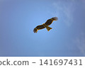 Moth 141697431