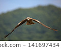 Moth 141697434