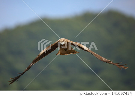 Moth Moth 141697434