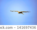 Moth 141697436