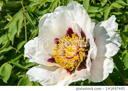 Peony bud flower bloom in garden. Floral background. Beautiful pink Tree Peonies. Paeonia petals Peony bud flower bloom in garden. Floral background. Beautiful pink Tree Peonies. Paeonia petals 141697495