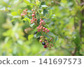 Unripe blueberries 141697573