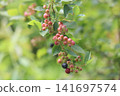 Unripe blueberries 141697574
