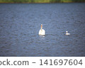 Swan swimming in the lake 141697604