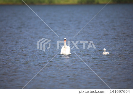 Swan swimming in the lake Swan swimming in the lake 141697604