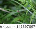 Small Snail 141697667