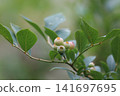 Unripe blueberries 141697695