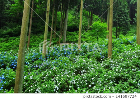 Hydrangeas at Minamisawa Hydrangea Mountain in Akiruno City Hydrangeas at Minamisawa Hydrangea Mountain in Akiruno City 141697724