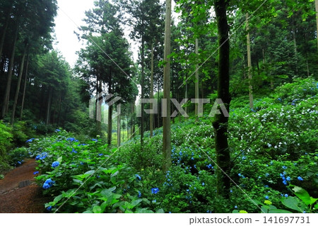 秋留野市南澤繡球山的繡球花 秋留野市南澤繡球山的繡球花 141697731