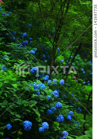 Hydrangeas at Minamisawa Hydrangea Mountain in Akiruno City Hydrangeas at Minamisawa Hydrangea Mountain in Akiruno City 141697738