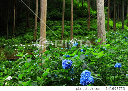 Hydrangeas at Minamisawa Hydrangea Mountain in Akiruno City Hydrangeas at Minamisawa Hydrangea Mountain in Akiruno City 141697753