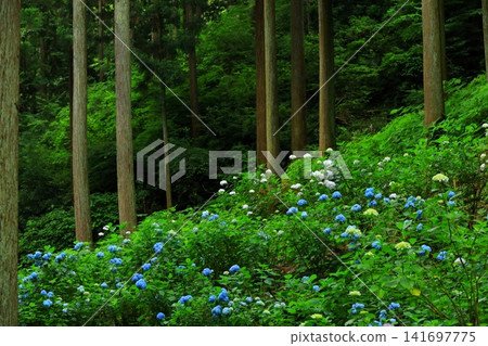 Hydrangeas at Minamisawa Hydrangea Mountain in Akiruno City Hydrangeas at Minamisawa Hydrangea Mountain in Akiruno City 141697775
