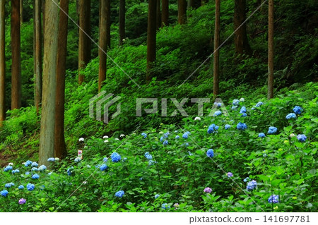 秋留野市南澤繡球山的繡球花 秋留野市南澤繡球山的繡球花 141697781