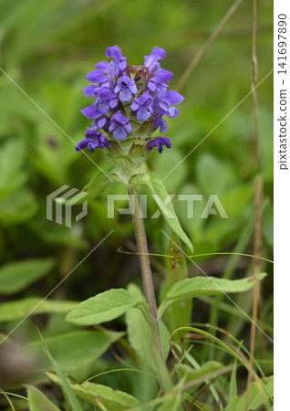 草地上盛開的夏枯草花 草地上盛開的夏枯草花 141697890