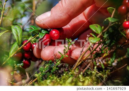 Closeup of a hand picking ripe red lingonberries from an evergreen shrub in woodland near Vilniemi, Hamina, Finland. Soft focus Closeup of a hand picking ripe red lingonberries from an evergreen shrub in woodland near Vilniemi, Hamina, Finland. Soft focus 141697929