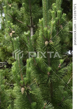 Japanese black pine bearing young cones Japanese black pine bearing young cones 141697971