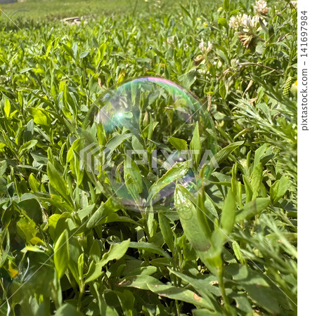 Bubble resting on green grass under sunlight in a garden 141697984