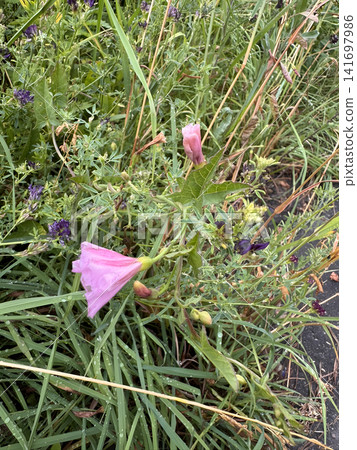 Wildflowers bloom in a grassy area beside a pathway during the summer season in an open field Wildflowers bloom in a grassy area beside a pathway during the summer season in an open field 141697986