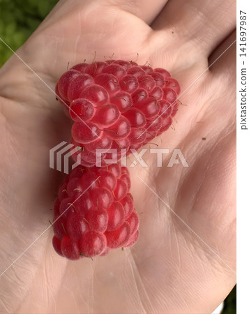 Fresh raspberries held in a hand during the harvest season in a garden Fresh raspberries held in a hand during the harvest season in a garden 141697987