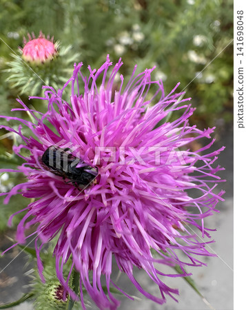 Insects on purple flowers during a sunny day in a garden Insects on purple flowers during a sunny day in a garden 141698048