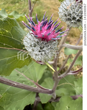 Close up view of a thistle flower in a field during mid-summer showcasing its unique colors and structure Close up view of a thistle flower in a field during mid-summer showcasing its unique colors and structure 141698067