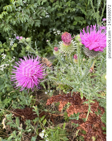 Bee pollinating a purple thistle flower in a garden during daytime Bee pollinating a purple thistle flower in a garden during daytime 141698072