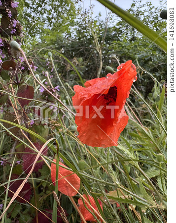 Bright red poppy flower among green grass and plants after rain in a natural setting Bright red poppy flower among green grass and plants after rain in a natural setting 141698081