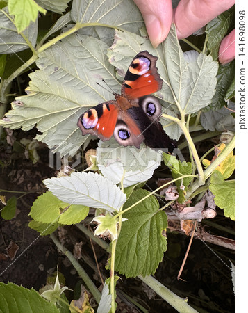 Butterfly resting on green leaves in a garden during sunny afternoon 141698098