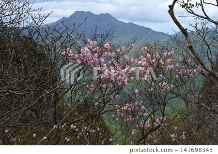 曙杜鵑 6(背景為小茂權源山和石槌山) 曙杜鵑 6(背景為小茂權源山和石槌山) 141698343
