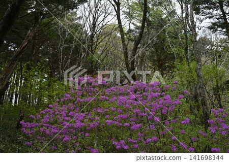 杜鵑花盛開的森林（愛媛縣西條市西之川市岩黑山） 141698344