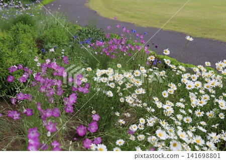 Pink cornflowers and white chamomile flowers blooming in the spring park Pink cornflowers and white chamomile flowers blooming in the spring park 141698801