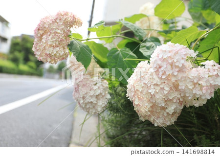 Beautifully blooming hydrangeas Beautifully blooming hydrangeas 141698814