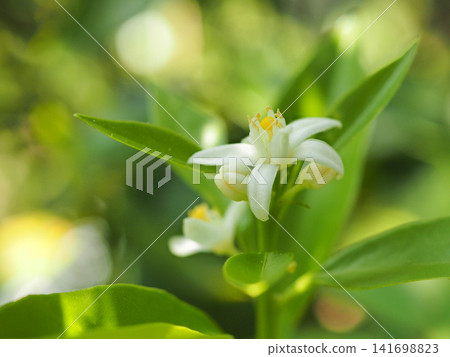 Kumquat flowers Kumquat flowers 141698823