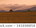 Wheat field in the sunset 141698858