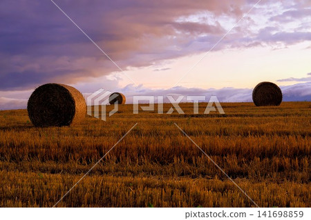 Wheat field dyed in the sunset Wheat field dyed in the sunset 141698859