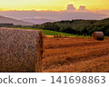 Wheat field in the sunset 141698863