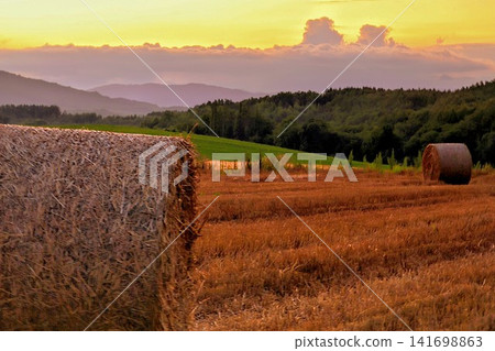 Wheat field in the sunset Wheat field in the sunset 141698863