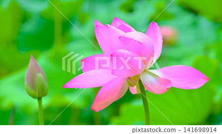 美麗的粉紅色蓮花 美麗的粉紅色蓮花 141698914