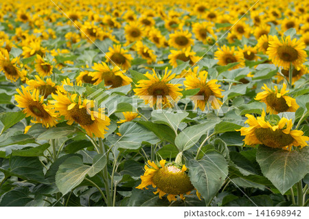 Blooming Sunflower Flowers in Agricultural Field During Summer. Blooming Sunflower Flowers in Agricultural Field During Summer. 141698942