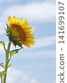 Sunflowers blooming towards the blue sky 141699107