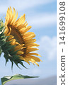 A sunflower blooming towards the sky 141699108