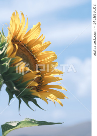 開花往天空的向日葵 開花往天空的向日葵 141699108