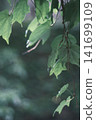 Leaves illuminated by sunlight filtering through trees 141699109