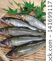 香魚（甜魚） 141699117