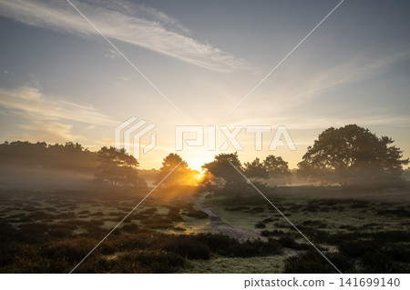 Westruper Heide, Haltern, North Rhine Westphalia, Germany Westruper Heide, Haltern, North Rhine Westphalia, Germany 141699140