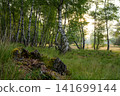 Westruper Heide, Haltern, North Rhine Westphalia, Germany 141699144
