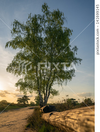 Westruper Heide, Haltern, North Rhine Westphalia, Germany Westruper Heide, Haltern, North Rhine Westphalia, Germany 141699145