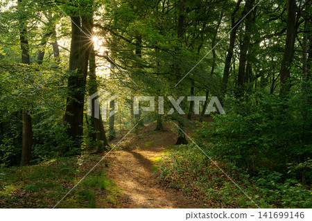 Westruper Heide, Haltern, North Rhine Westphalia, Germany Westruper Heide, Haltern, North Rhine Westphalia, Germany 141699146